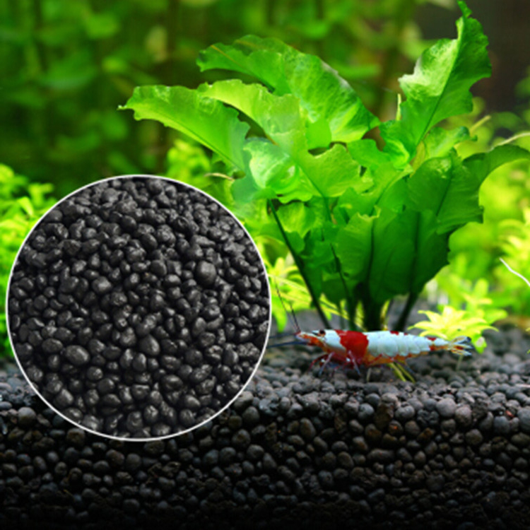 Aquarium Planting Ideas - Bibit Tanaman Akuarium Tanah Tangki Ikan