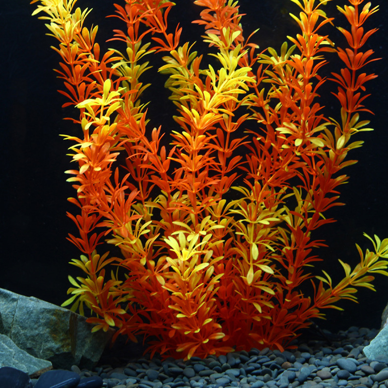 Tanaman Tropis 100cm, Rumput A - Aquarium Planting Ideas ulasan dan harga