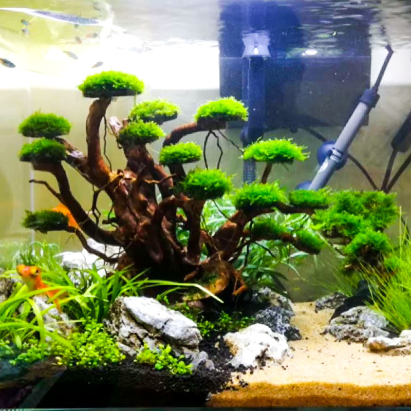 Dekorasi akuarium, hiasan poho - Aquarium Planting Ideas ulasan dan harga